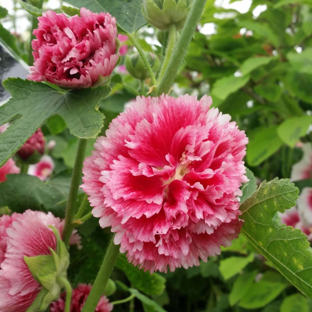 Alcea rosea Fiesta Time - Gewöhnliche Stockrose