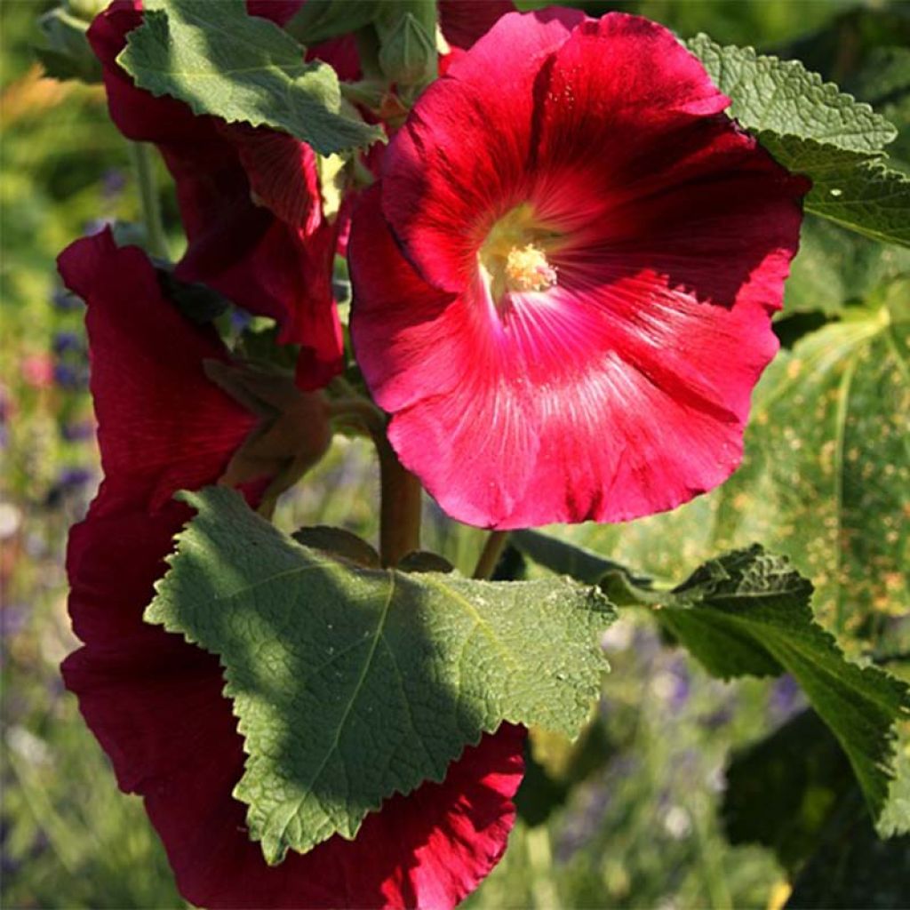 Alcea rosea Mars Magic - Gewöhnliche Stockrose