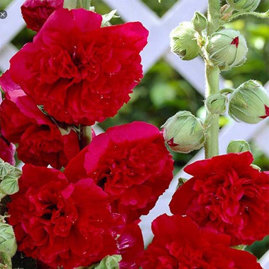 Alcea rosea Pleniflora Rouge - Gewöhnliche Stockrose