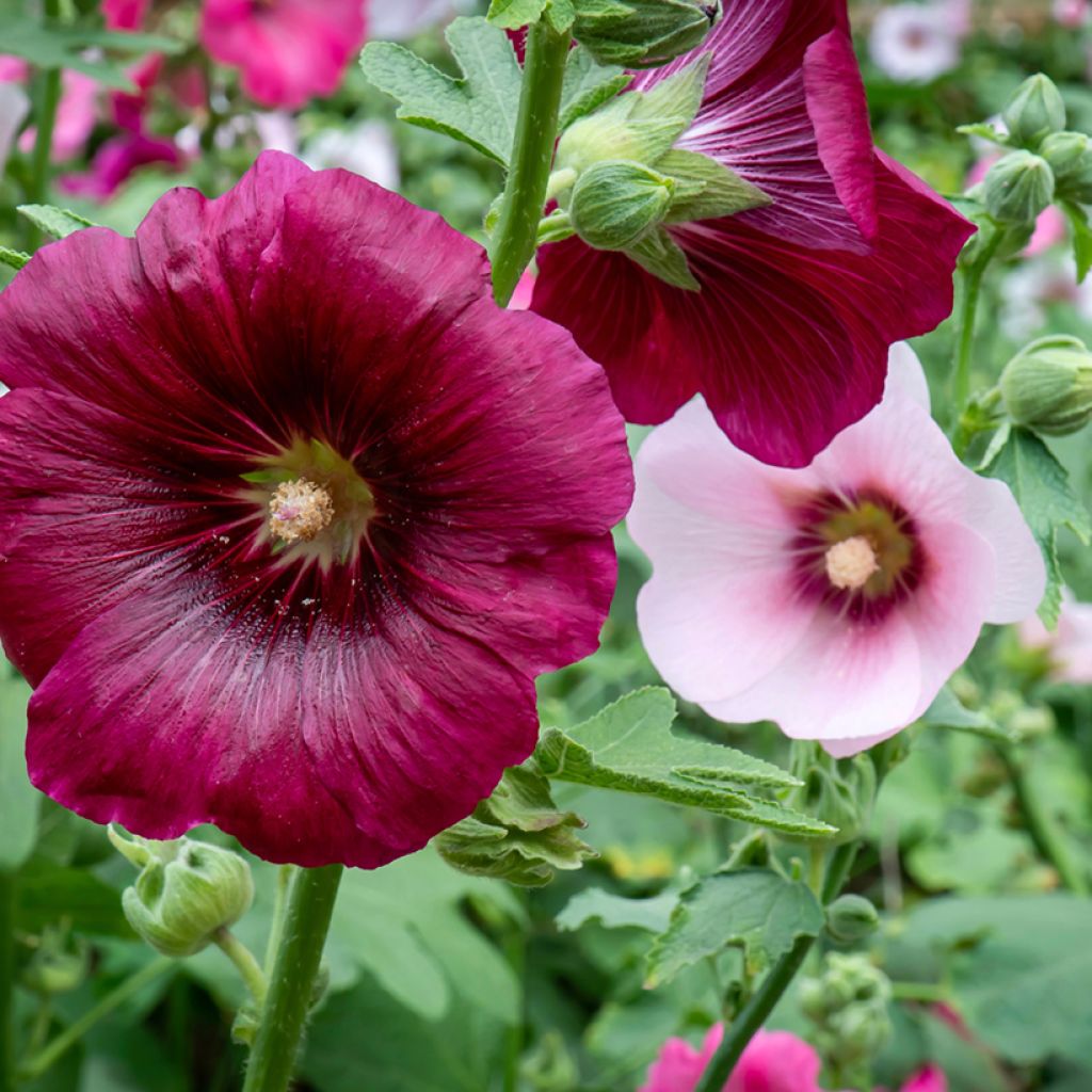 Alcea rosea Simplex - Gewöhnliche Stockrose