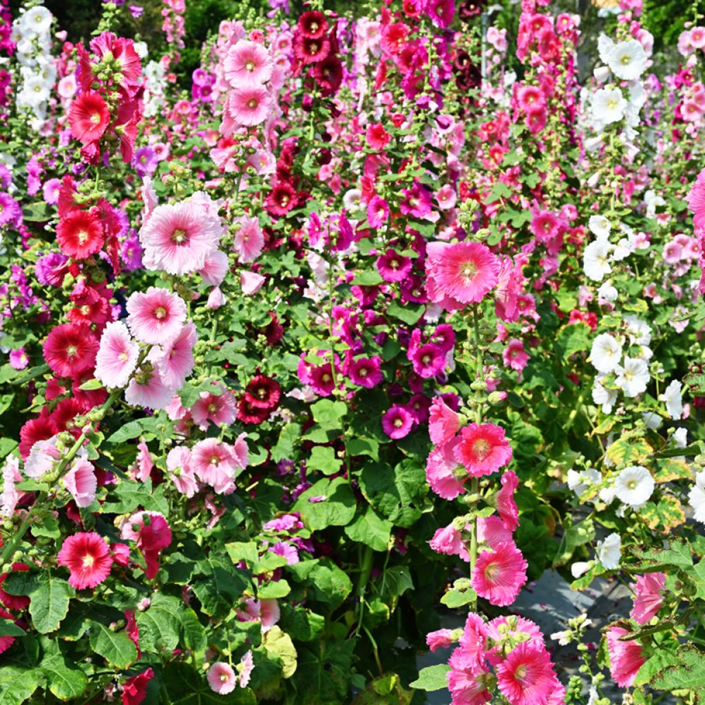 Alcea rosea Simplex - Gewöhnliche Stockrose