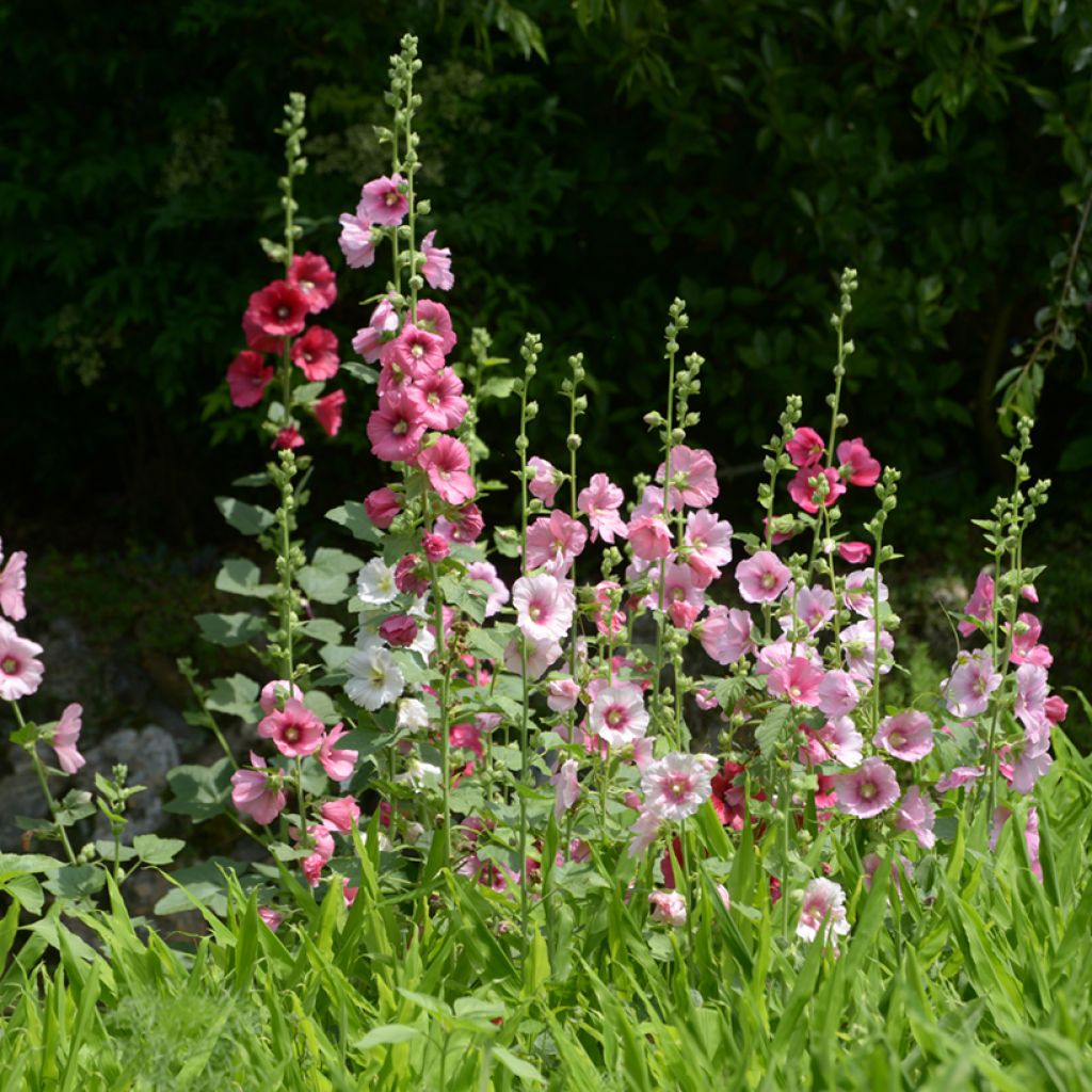 Alcea rosea Simplex - Gewöhnliche Stockrose