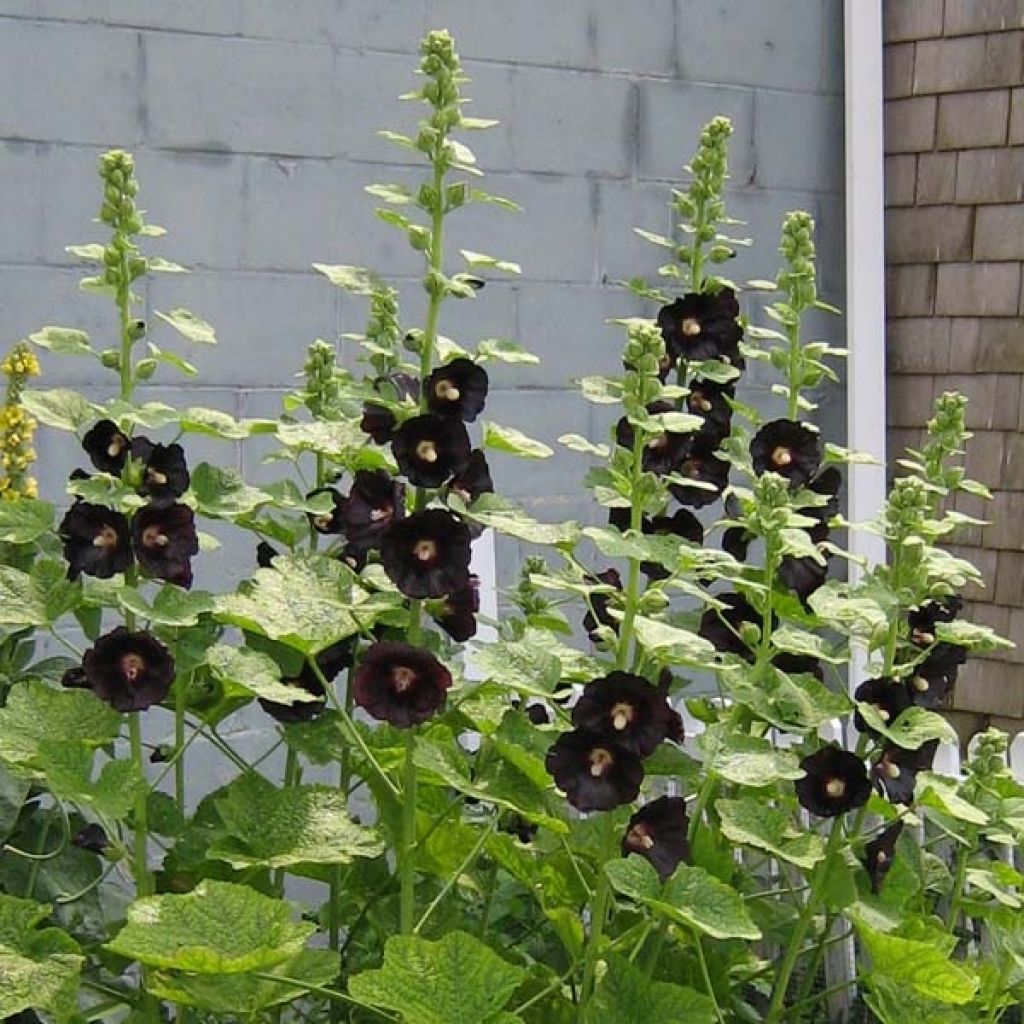 Alcea rosea Nigra - Gewöhnliche Stockrose