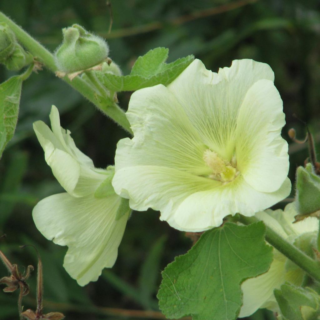 Alcea rugosa - Gewöhnliche Stockrose