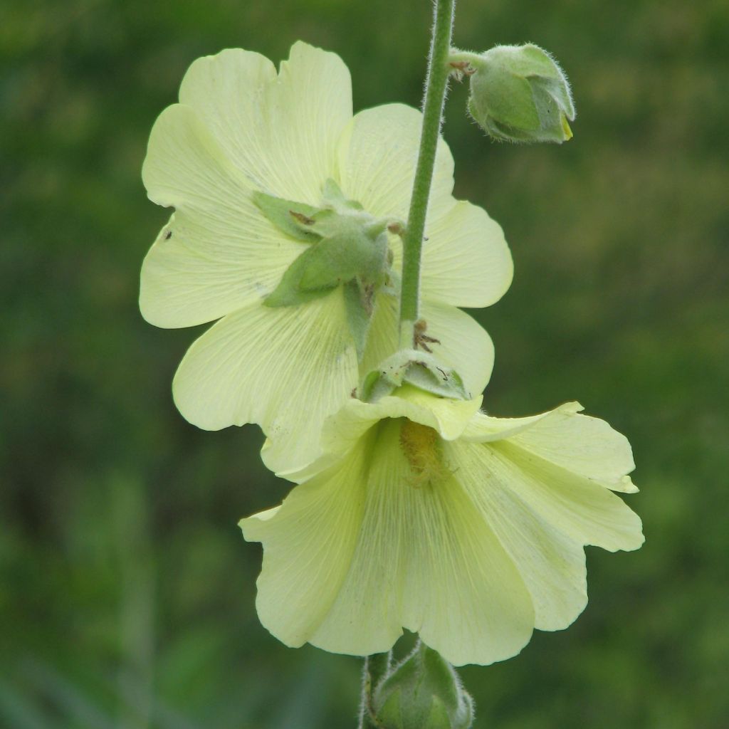 Alcea rugosa - Gewöhnliche Stockrose