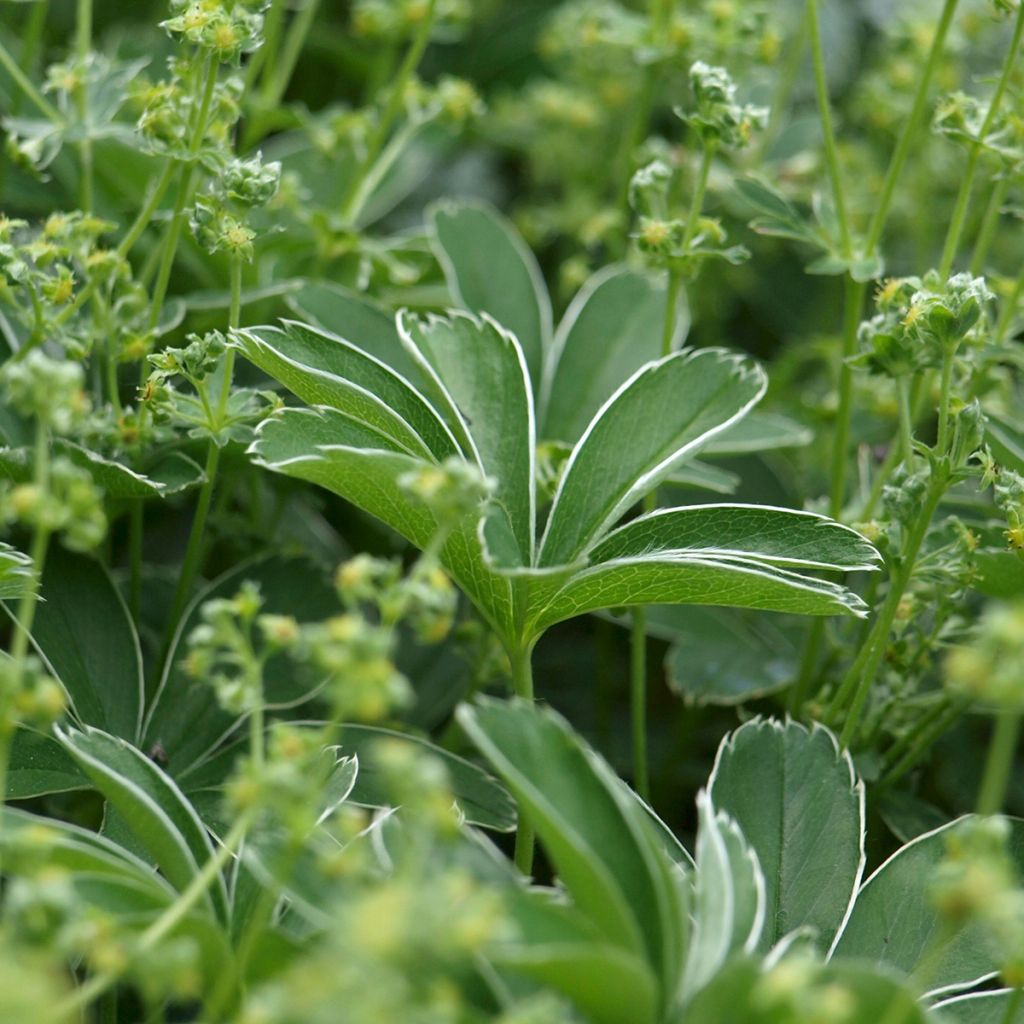 Alchemilla alpina - Alpen-Frauenmantel