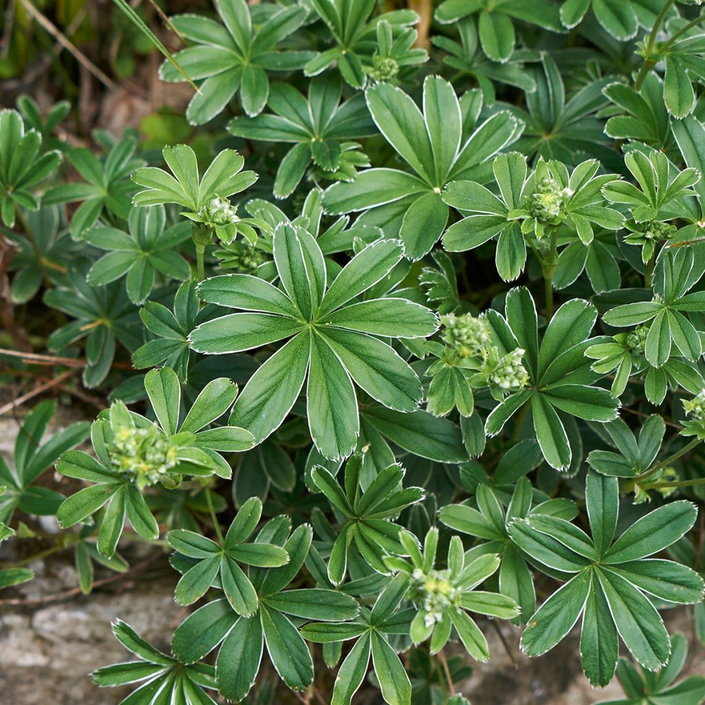 Alchemilla alpina - Alpen-Frauenmantel