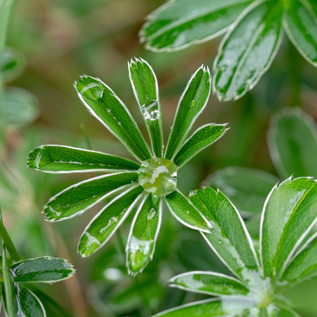 Alchemilla alpina - Alpen-Frauenmantel