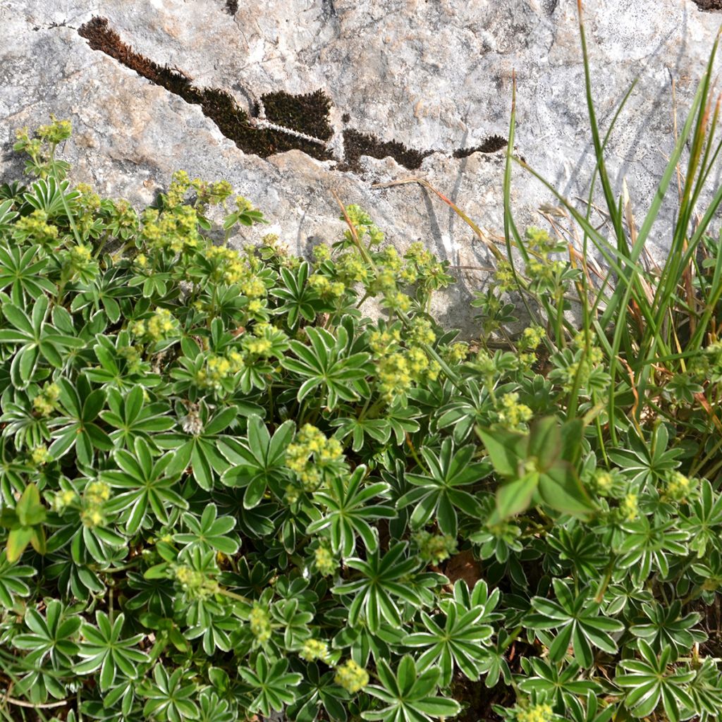 Alchemilla alpina - Alpen-Frauenmantel