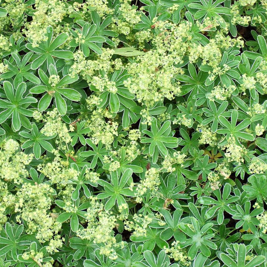 Alchemilla alpina - Alpen-Frauenmantel