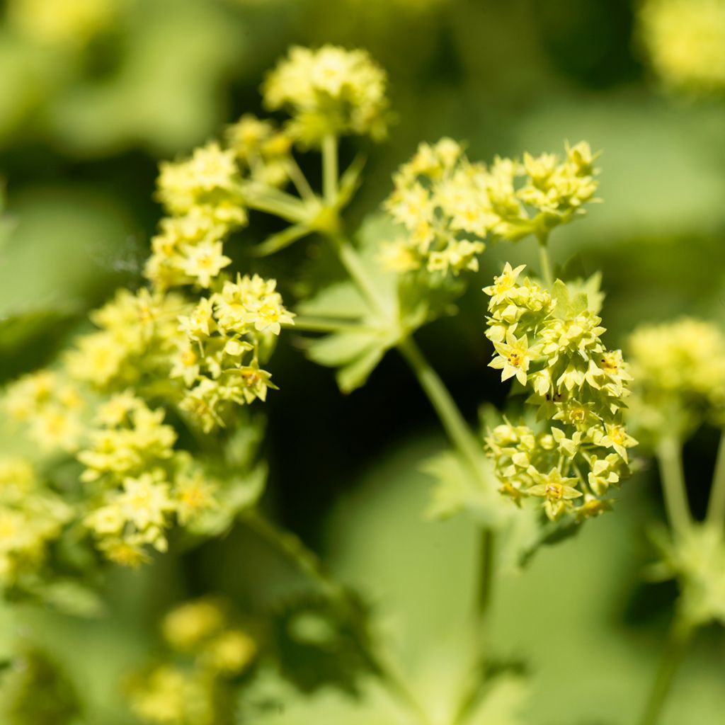 Alchemilla epipsila - Kahler Frauenmantel