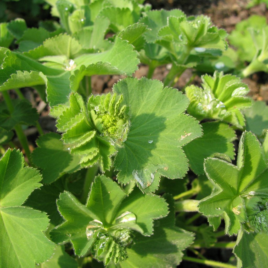 Alchemilla epipsila - Kahler Frauenmantel