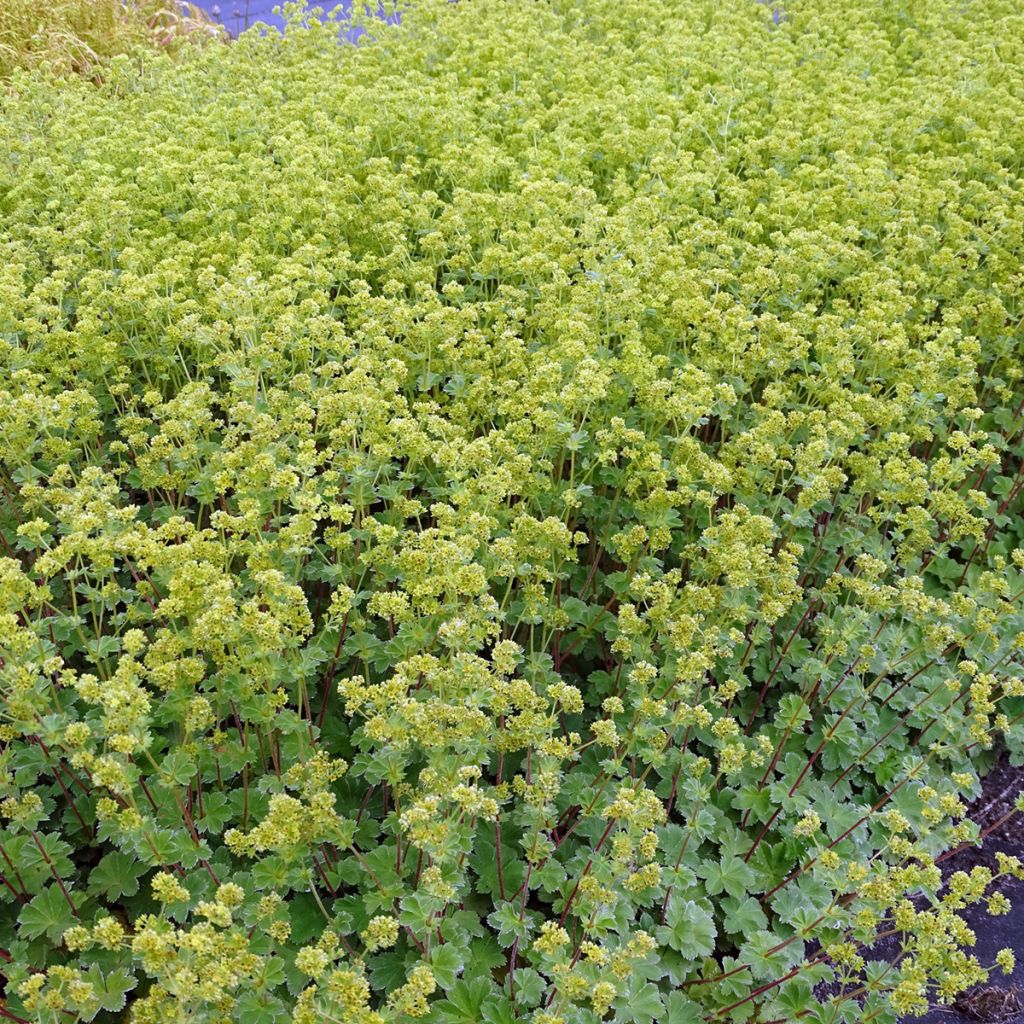 Alchemilla erythropoda - Alchémille