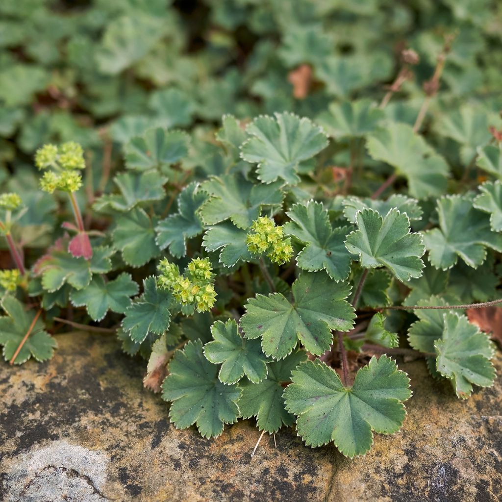 Alchemilla erythropoda - Frauenmantel