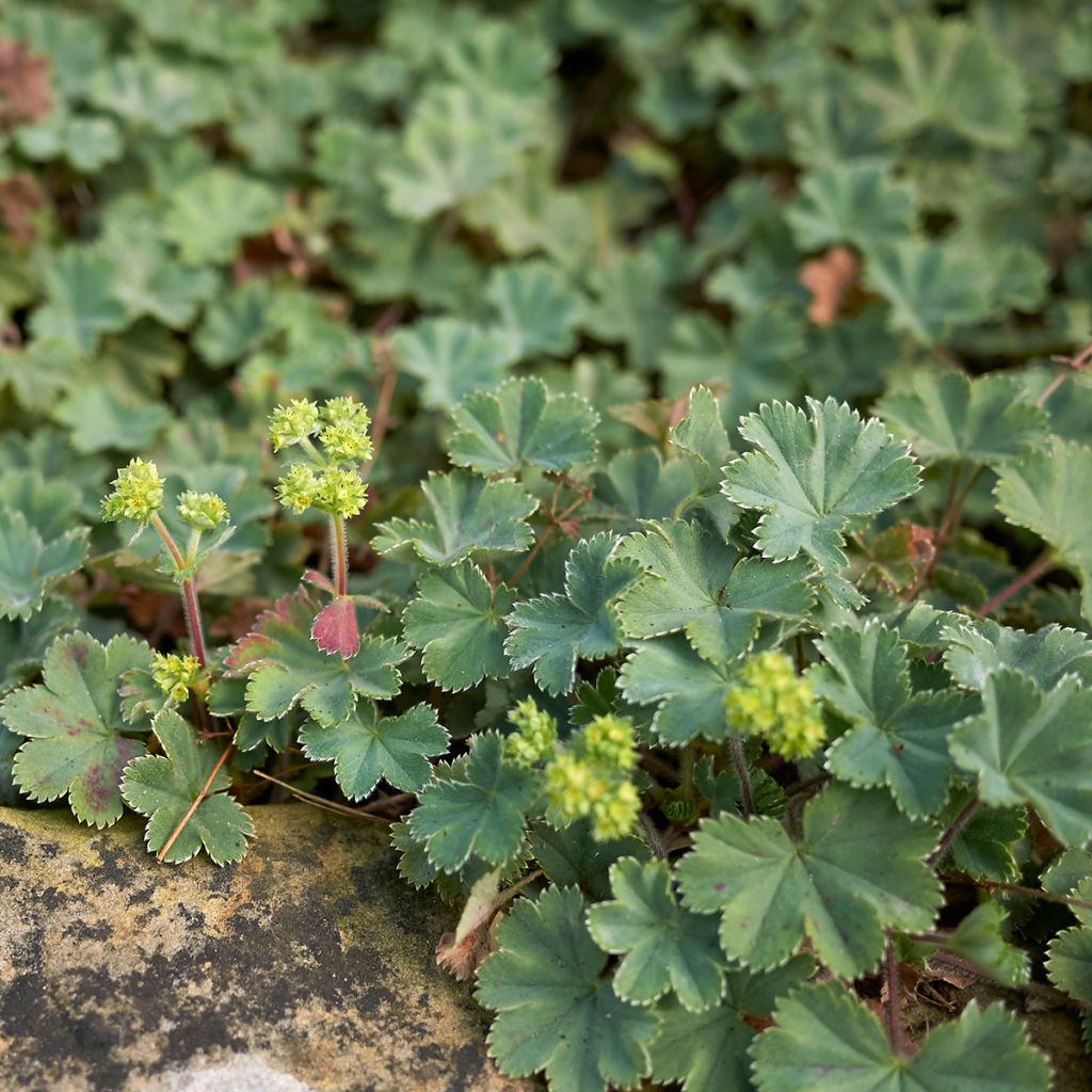 Alchemilla erythropoda - Frauenmantel