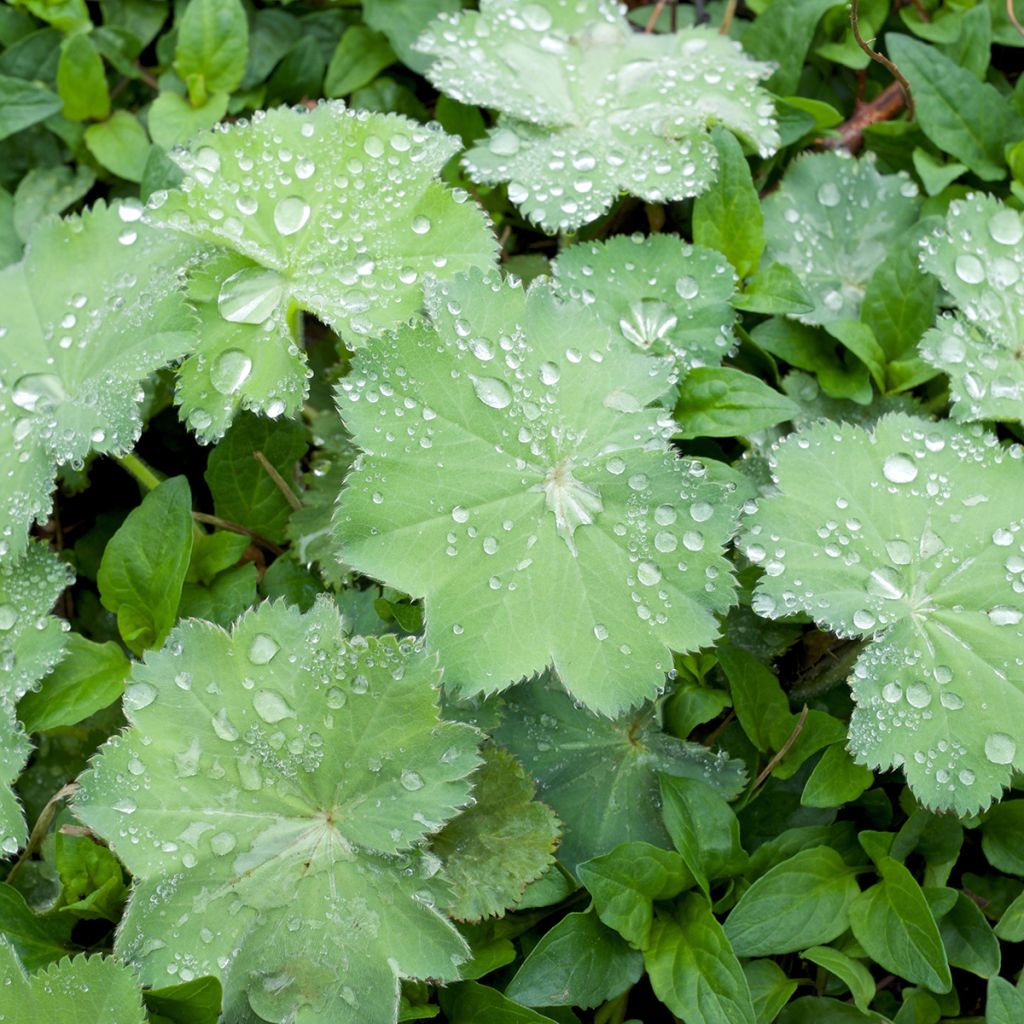 Alchemilla mollis Thriller - Großblättriger Frauenmantel