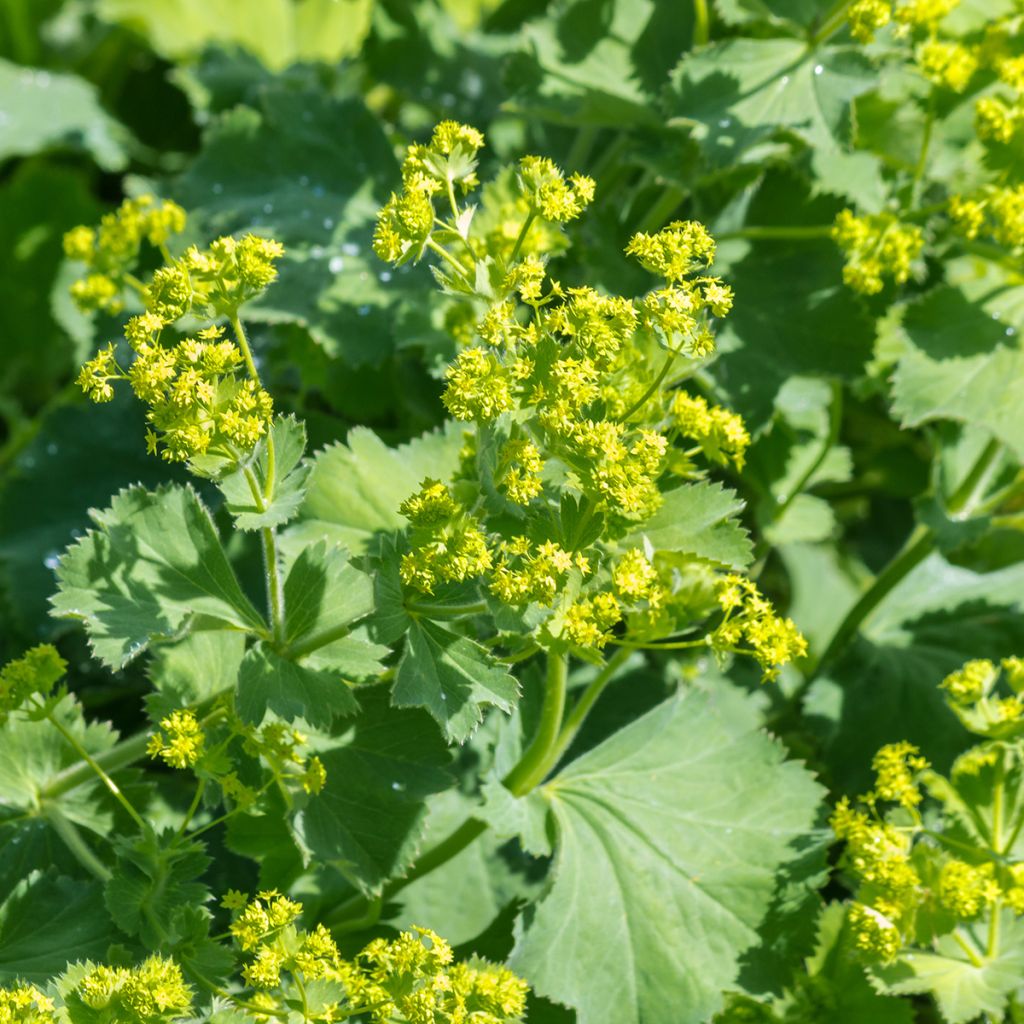 Alchemilla mollis - Weicher Frauenmantel