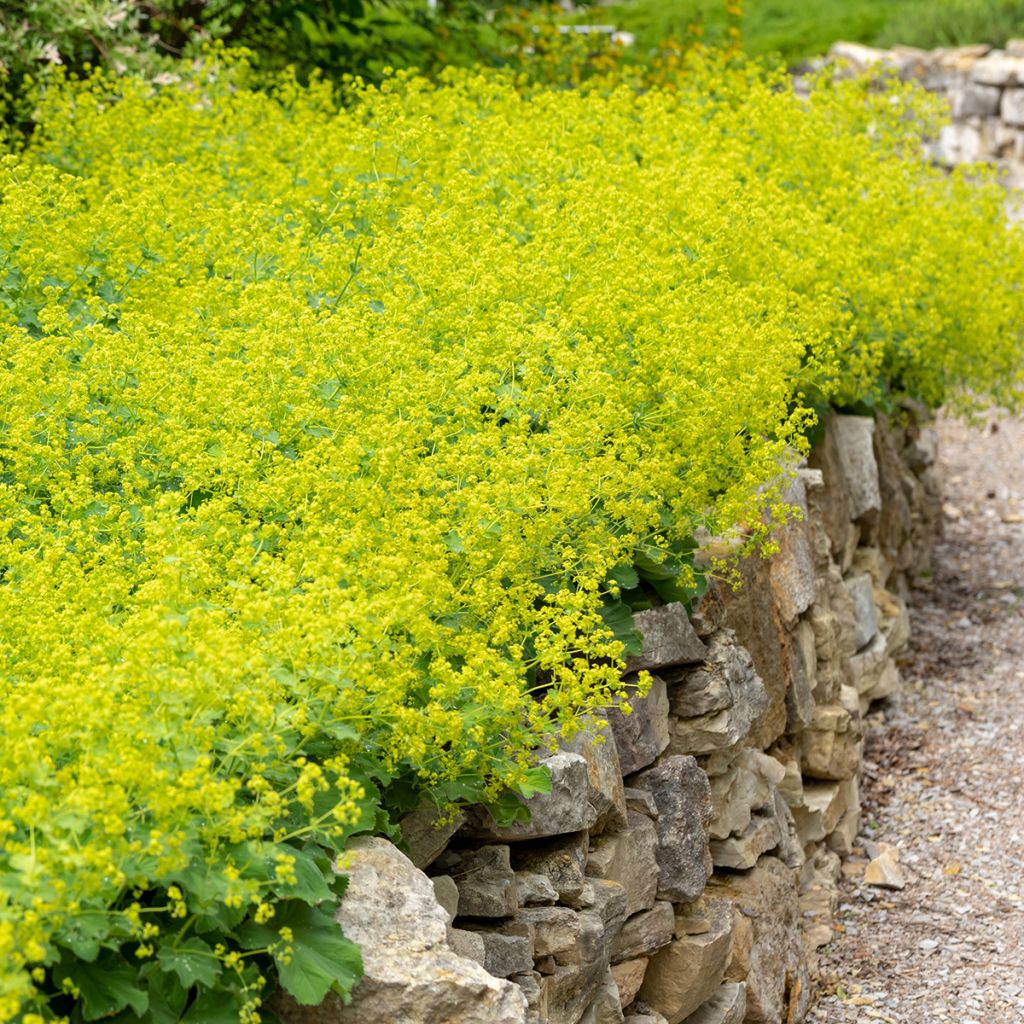 Alchemilla mollis - Weicher Frauenmantel