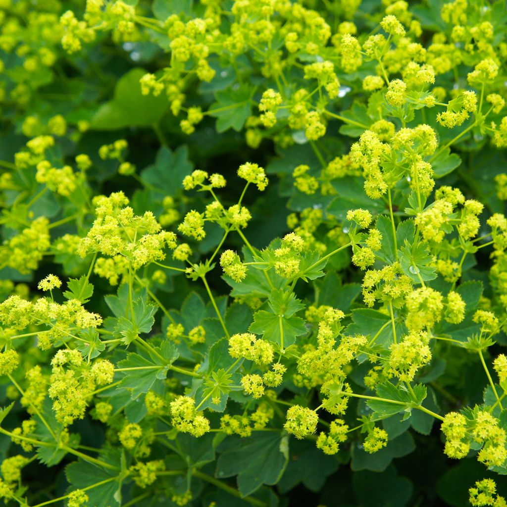 Alchemilla mollis - Weicher Frauenmantel