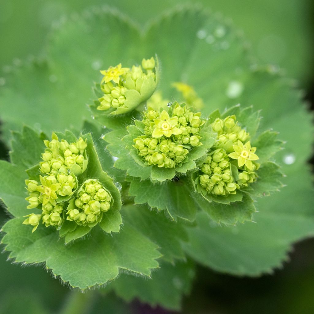 Alchemilla mollis - Weicher Frauenmantel