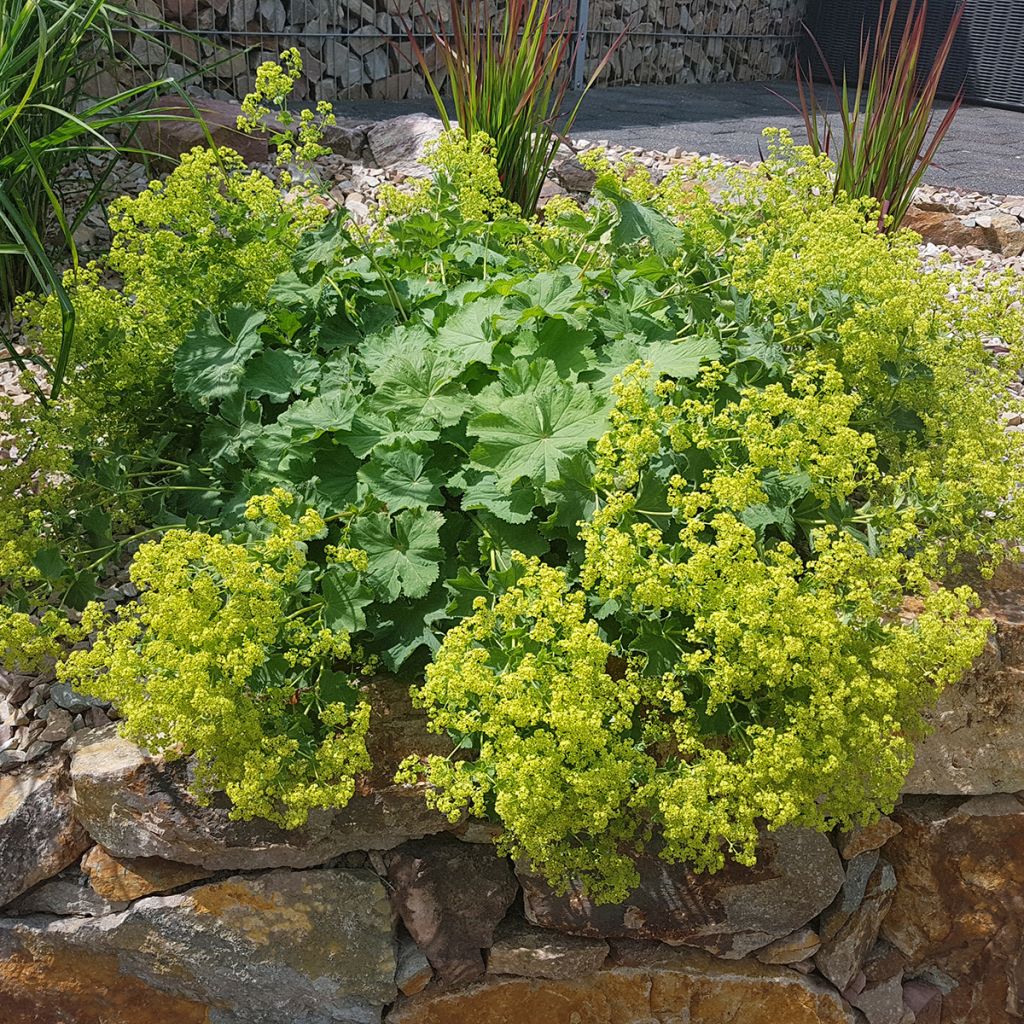 Alchemilla mollis - Weicher Frauenmantel