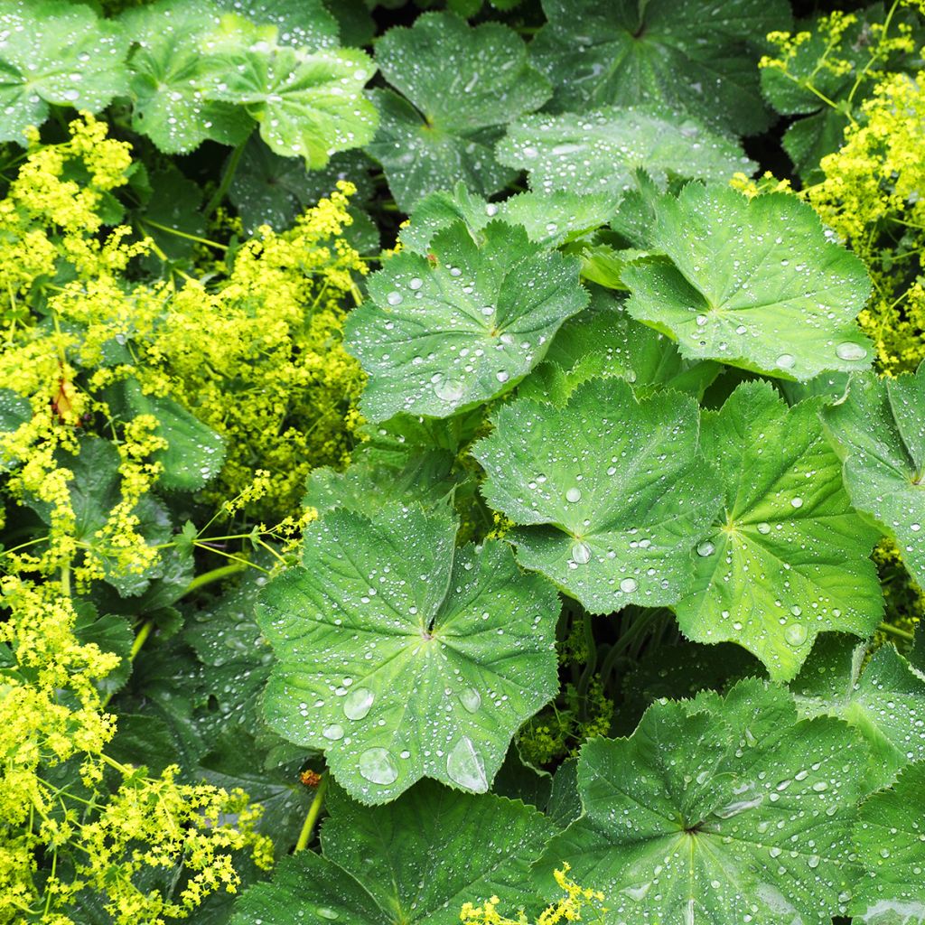 Alchemilla vulgaris - Gemeiner Frauenmantel