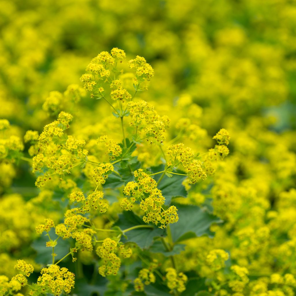 Alchemilla vulgaris - Gemeiner Frauenmantel