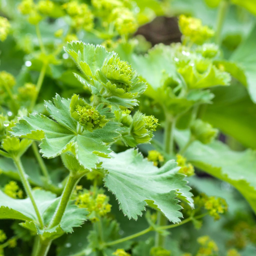 Alchemilla vulgaris - Gemeiner Frauenmantel