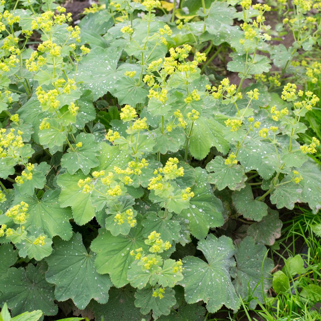 Alchemilla vulgaris - Gemeiner Frauenmantel