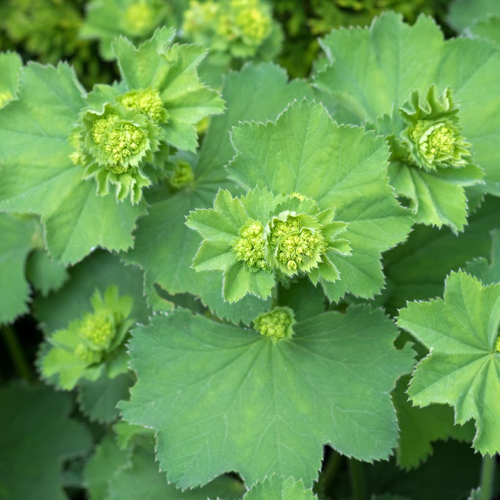 Alchemilla vulgaris - Gemeiner Frauenmantel