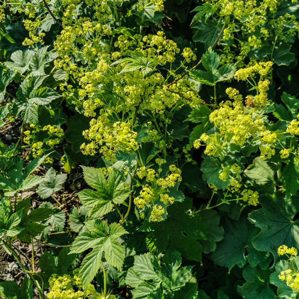 Alchemilla vulgaris - Gemeiner Frauenmantel