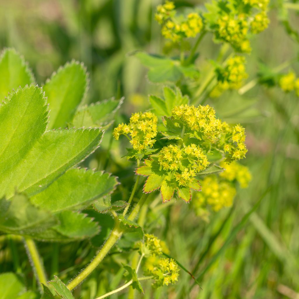 Alchemilla vulgaris - Gemeiner Frauenmantel