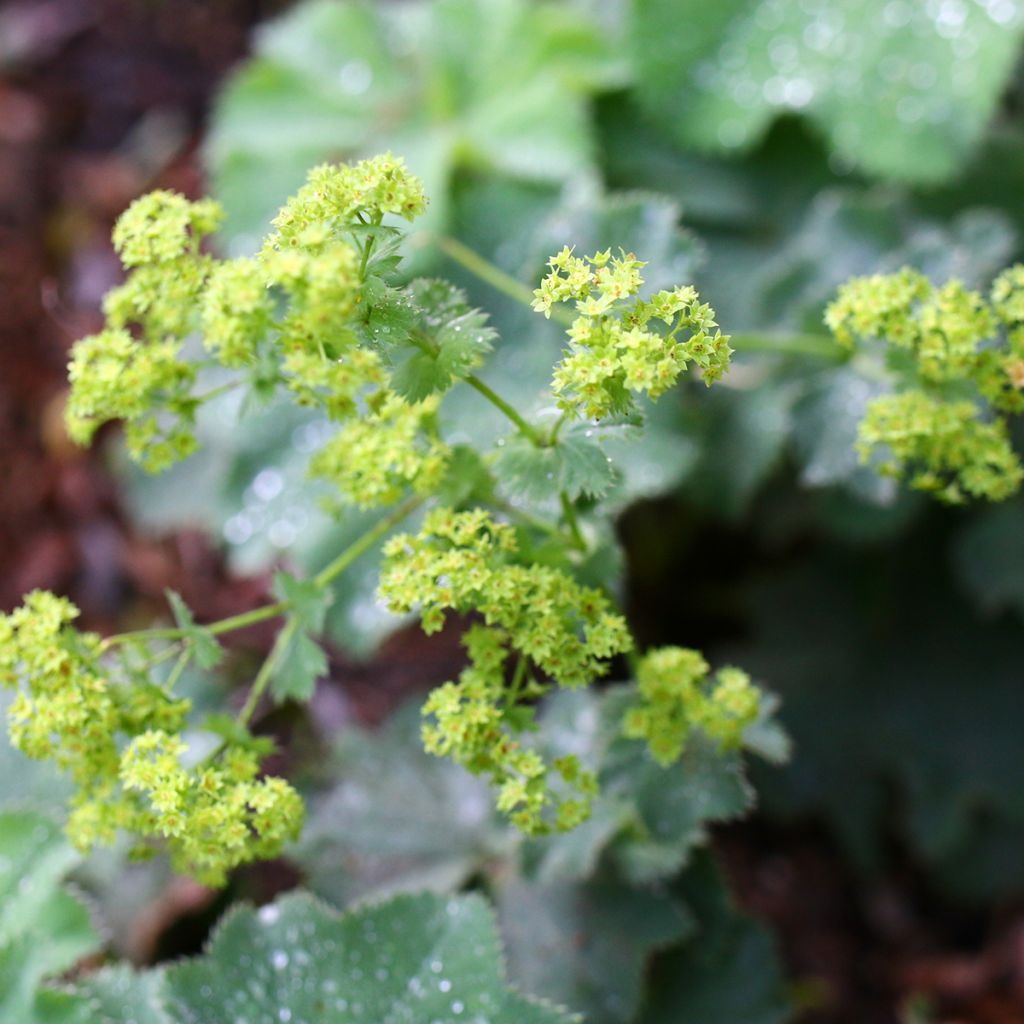 Alchemilla vulgaris - Gemeiner Frauenmantel