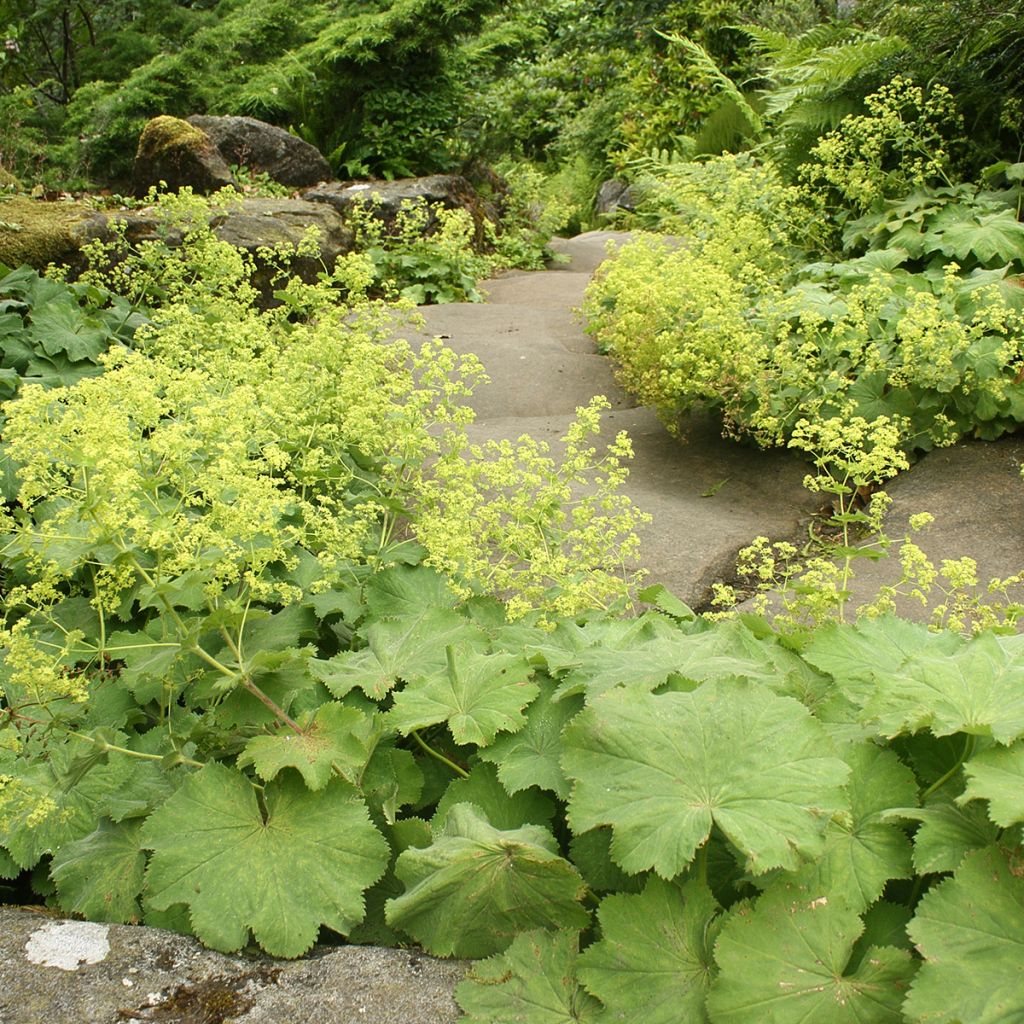 Alchemilla vulgaris - Gemeiner Frauenmantel