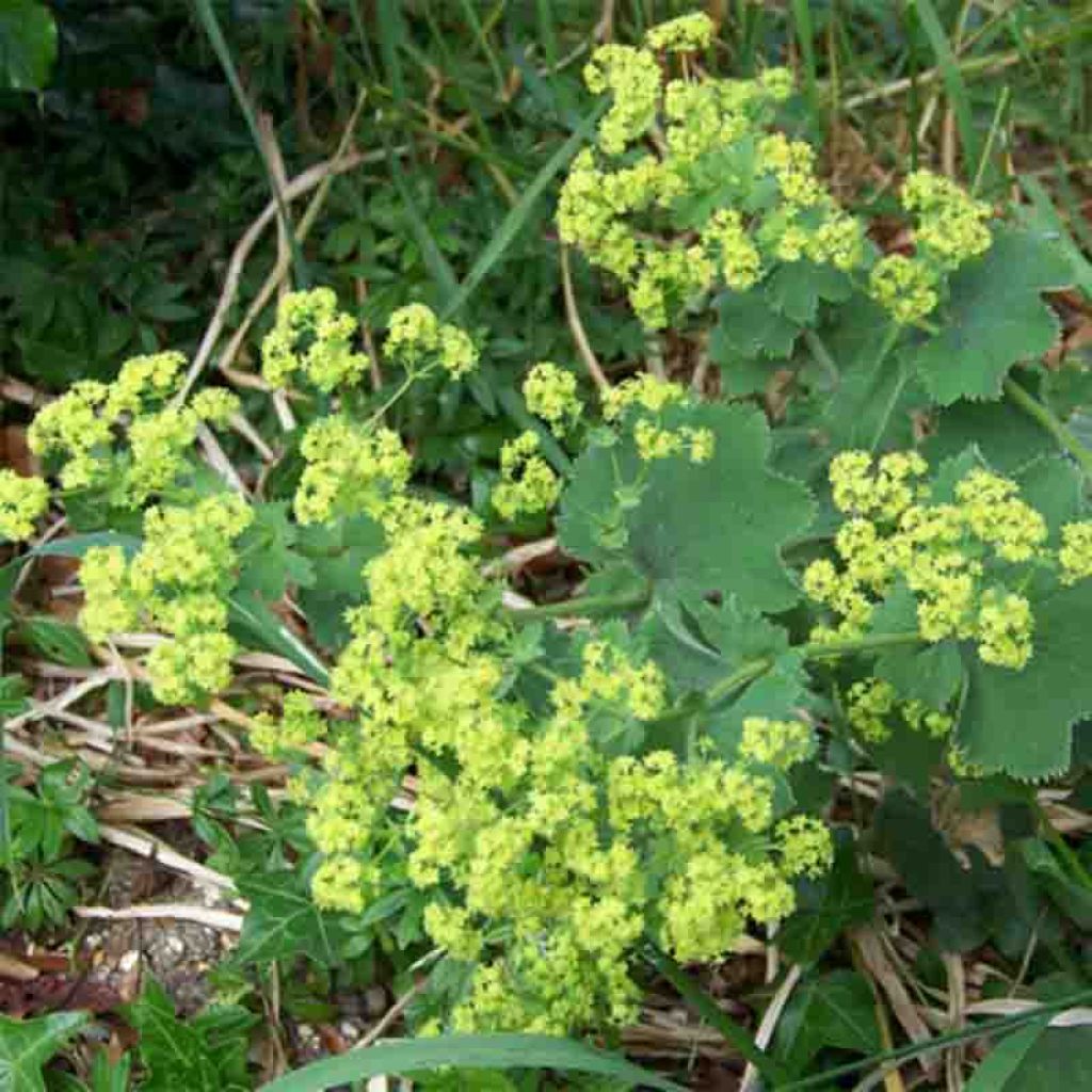 Alchemilla vulgaris - Gemeiner Frauenmantel