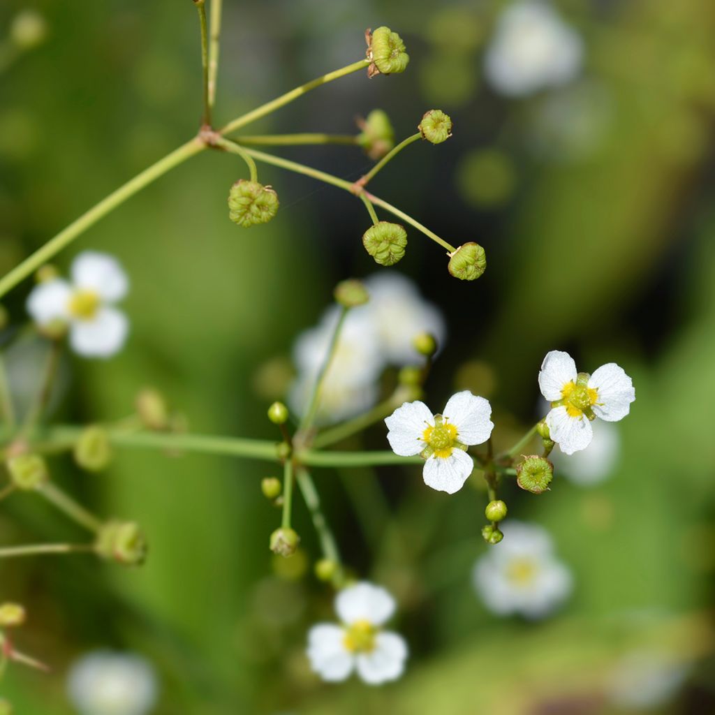 Alisma lanceolatum - Lanzettlicher Froschlöffel