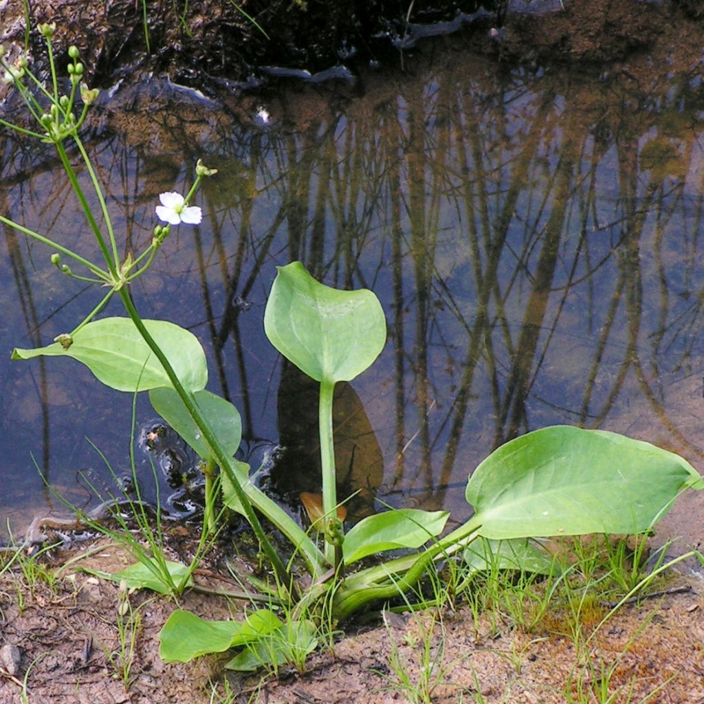 Alisma parviflora - Rundblättrige Froschlöffel