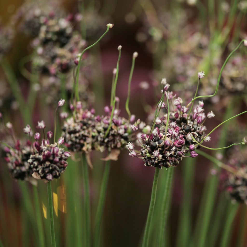 Allium scorodoprasum Bizarre - Knoblauchartiger Lauch