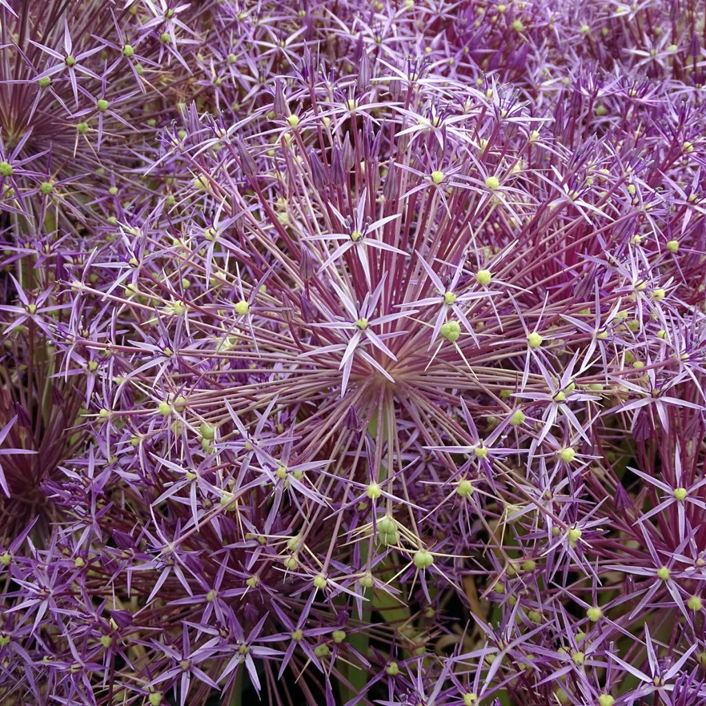 Allium christophii - Sternkugellauch