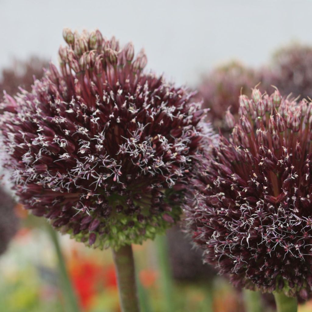 Allium amethystinum Forelock - Zierlauch