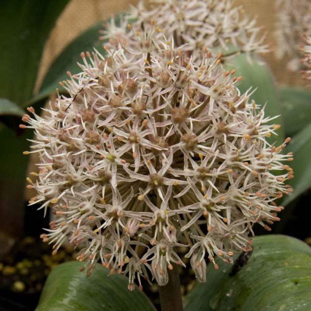 Allium karataviense  - Turkestan Onion, Ornamental Onion