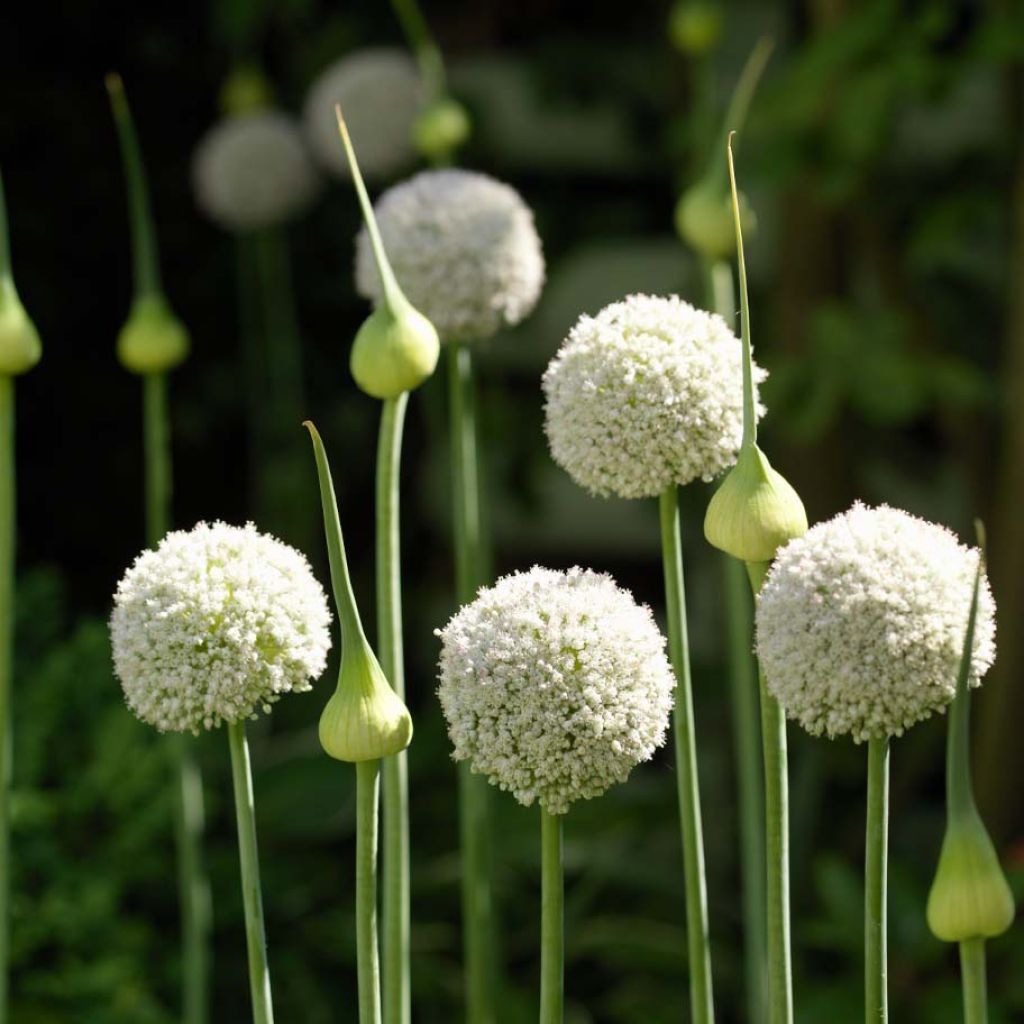 Allium ampeloprasum White Cloud - Sommerknoblauch