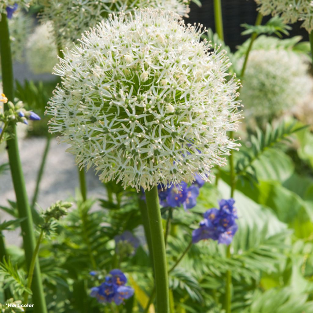 Allium stipitatum White Giant - Zierlauch