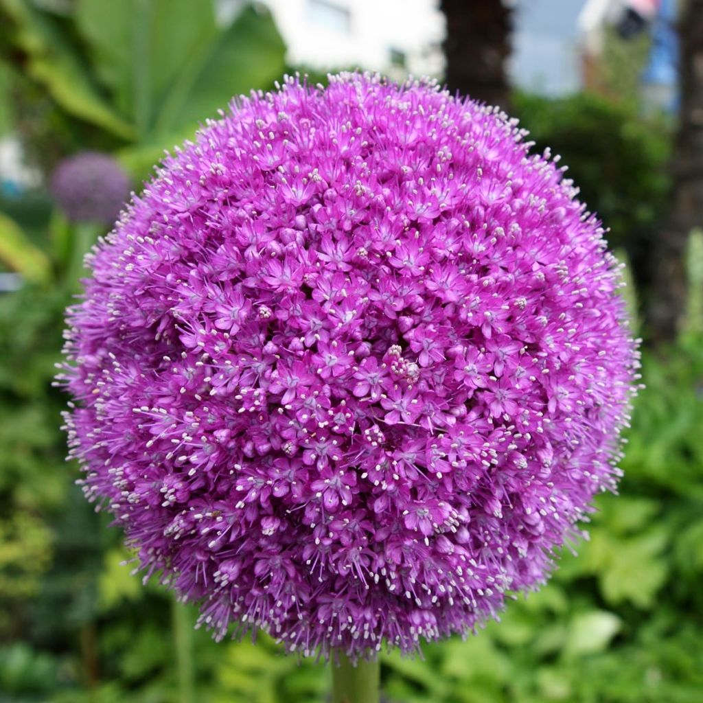 Allium Lucy Ball - Zierlauch