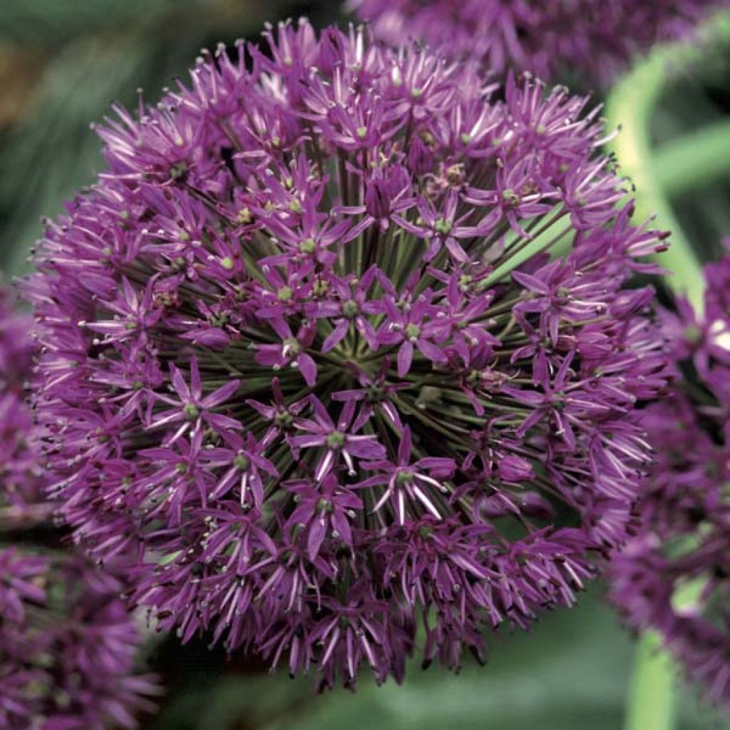 Allium aflatunense Purple Sensation - Zierlauch