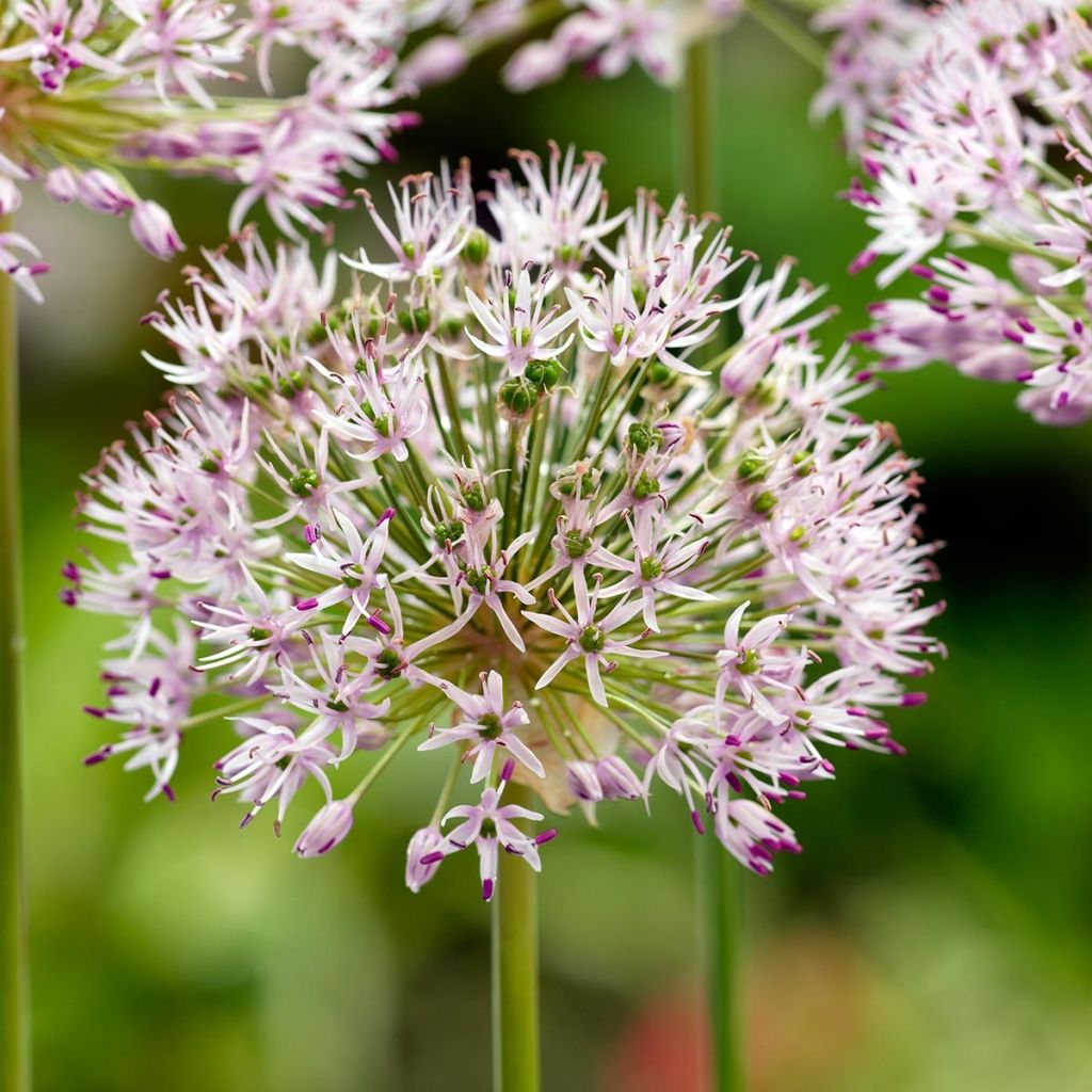 Sommerknoblauch - Allium ampeloprasum