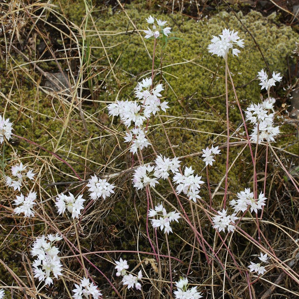 Allium amplectens Graceful - Zierlauch