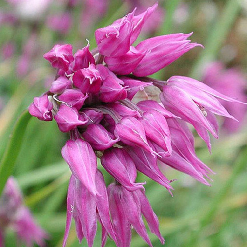 Allium cyathophorum var farreri - Kanzu-Lauch