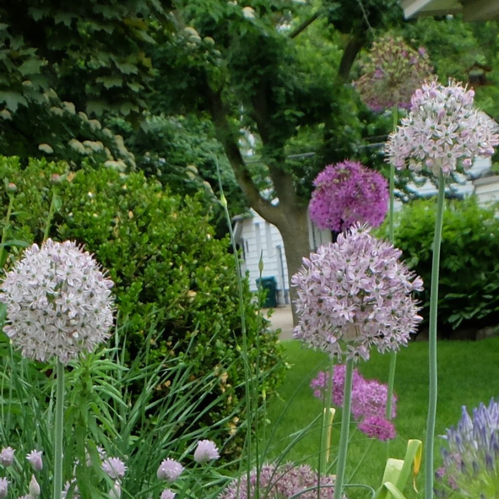 Allium decipiens - Zierlauch