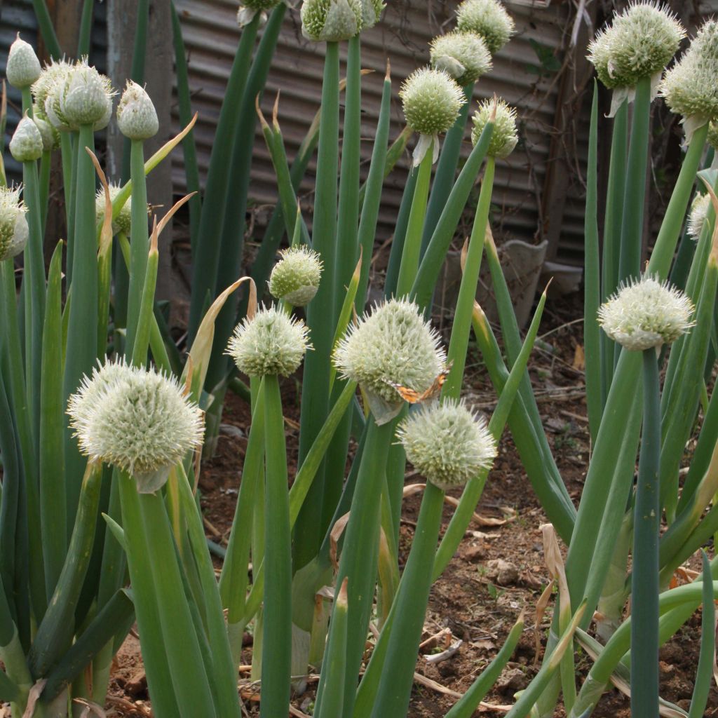 Winter-Zwiebel Weibe - Allium fistulosum